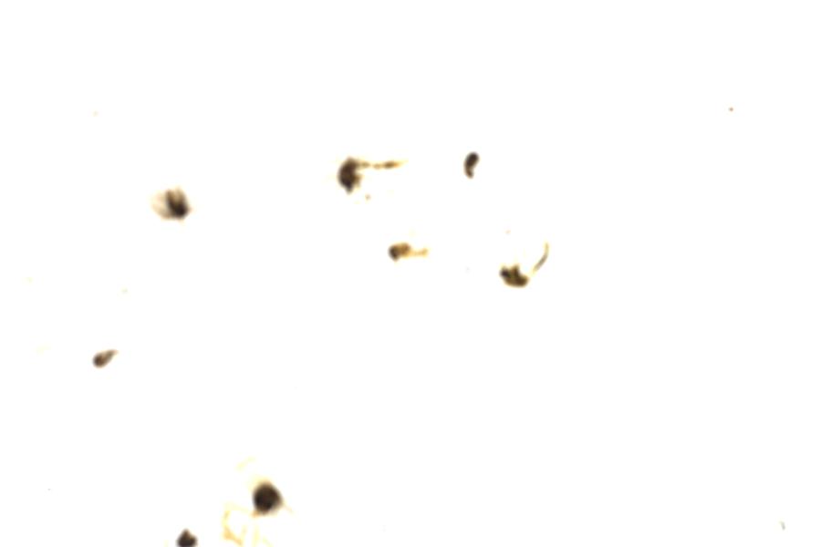 Image 91